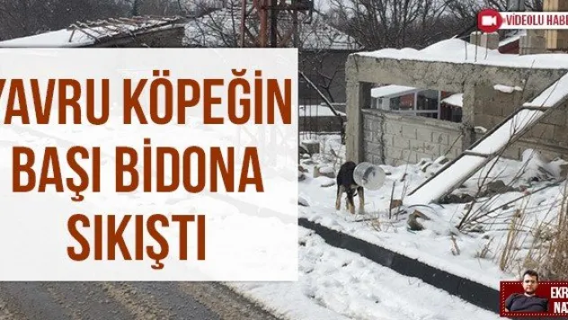 Yavru köpeğin başı bidona sıkıştı