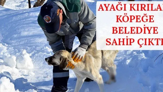 Ayağı kırılan köpeğe belediye sahip çıktı