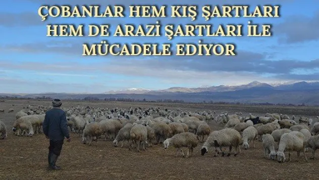 Çobanlar hem kış şartları hem de arazi şartları ile mücadele ediyor