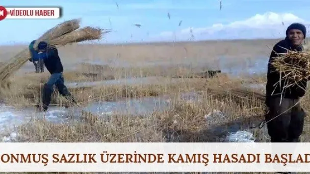Donmuş sazlık üzerinde kamış hasadı başladı