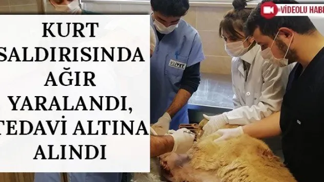 Kurt saldırısında ağır yaralandı, tedavi altına alındı