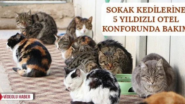 Sokak kedilerine 5 yıldızlı otel konforunda bakım