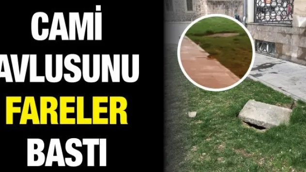 Cami avlusunu fareler bastı