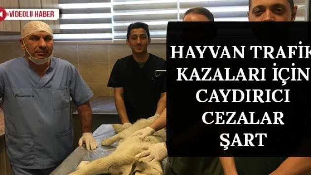 Hayvan trafik kazaları için caydırıcı cezalar şart