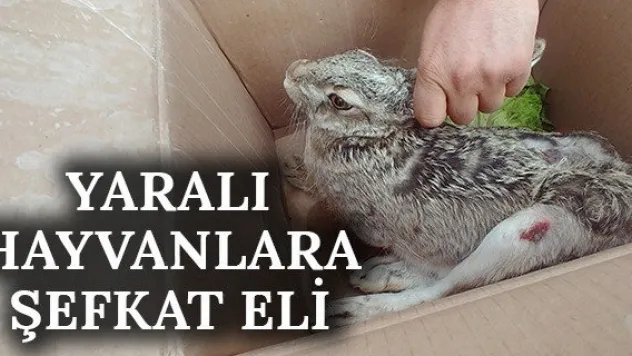 Yaralı hayvanlara şefkat eli