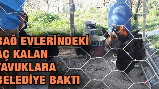BAĞ EVLERİNDEKİ AÇ KALAN TAVUKLARA BELEDİYE BAKTI