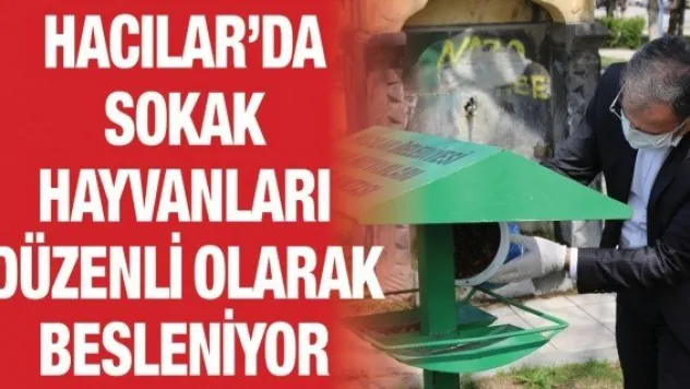 Hacılar'da sokak hayvanları düzenli olarak besleniyor