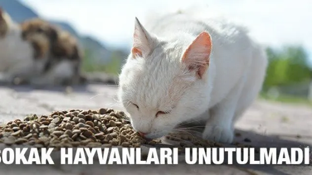 SOKAK HAYVANLARI UNUTULMADI