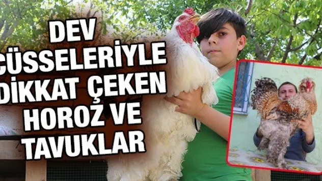 Dev Cüsseleriyle Dikkat Çeken Horoz Ve Tavuklar