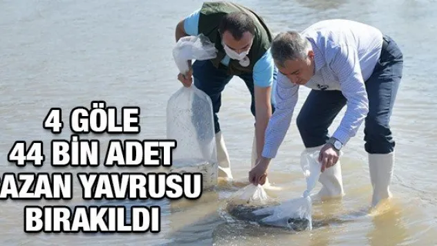 Kayseri'deki 4 göle 44 bin adet sazan yavrusu bırakıldı