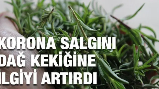 Korona salgını dağ kekiğine ilgiyi artırdı