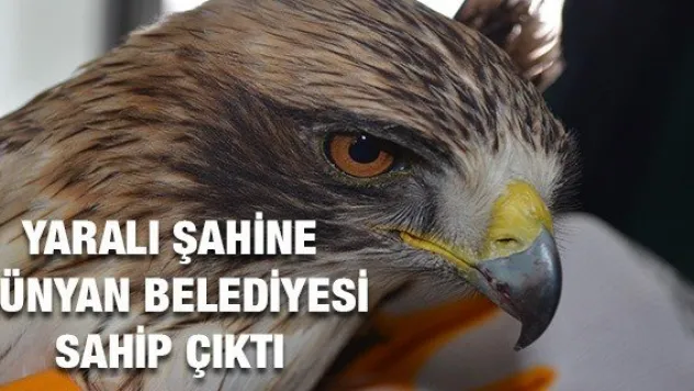 Yaralı şahine Bünyan Belediyesi sahip çıktı