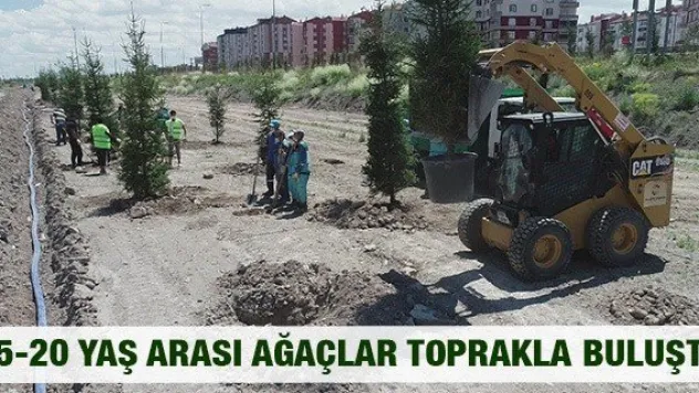 15-20 yaş arası ağaçlar toprakla buluştu