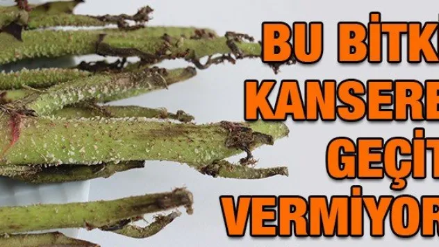 Bu bitki kansere geçit vermiyor