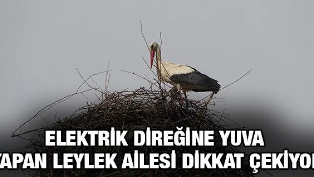 Elektrik direğine yuva yapan leylek ailesi dikkat çekiyor