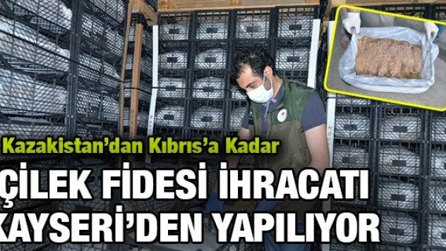 Kazakistan'dan Kıbrıs'a Kadar Sertifikalı Çilek Fidesi İhracatı Kayseri'den Yapılıyor