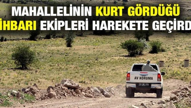 Mahallelinin kurt gördüğü ihbarı ekipleri harekete geçirdi
