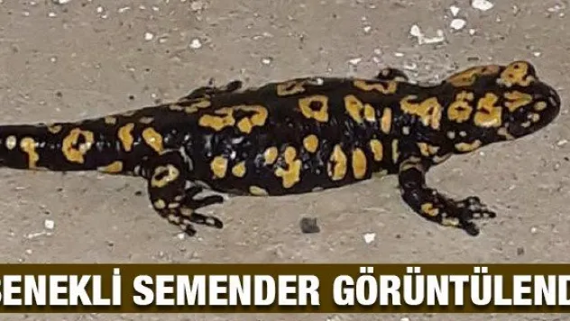 Sivaslı vatandaş, benekli semender görüntüledi