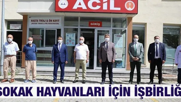 Sokak hayvanlarına yardımda belediye-üniversite işbirliği