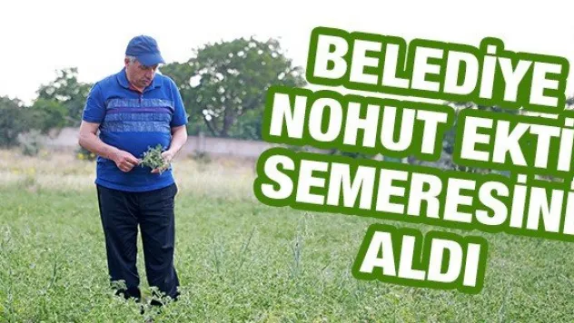 Belediye nohut ekti, semeresini aldı