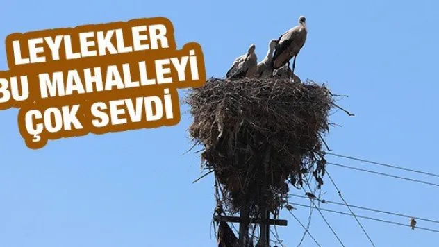 Leylekler bu mahalleyi çok sevdi