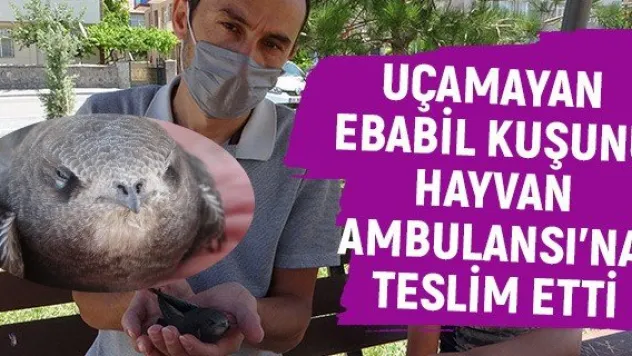 Uçamayan Ebabil kuşunu Hayvan Ambulansı'na teslim etti