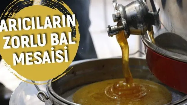 Arıcıların zorlu bal mesaisi