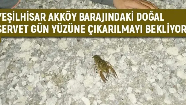 Yeşilhisar Akköy barajındaki doğal servet gün yüzüne çıkarılmayı bekliyor