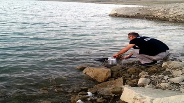 265 Bin Sazan yavrusu göletlere bırakıldı