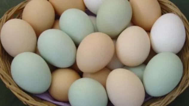 301 Milyon Yumurta İhrac Edildi