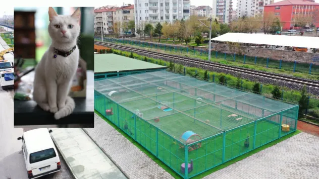 8 Ağustos Dünya Kediler Günü: 'Küçük Dostlar Kedi Kasabası'