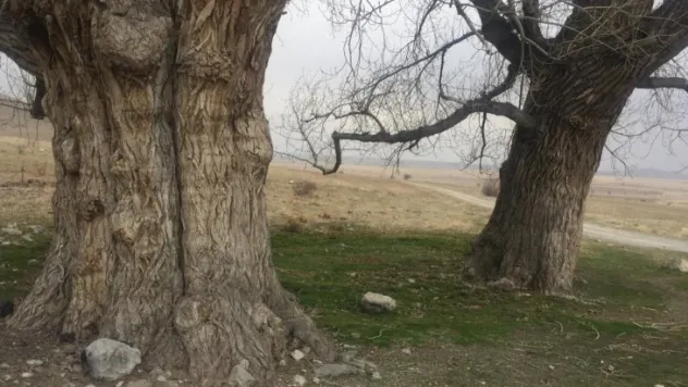 Kayseri'nin kadim kavakları koruma altına alınacak