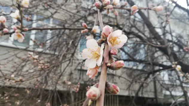 Ağaçlar çiçek açtı, don riski düşündürüyor