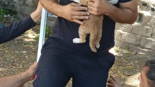 Ağaçta mahsur kalan kedi yavrusunu itfaiye kurtardı