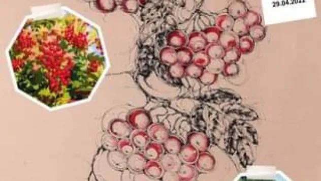 Akkışla'da gilaburu üreticilerine sertifikalı üretim sağlanıyor