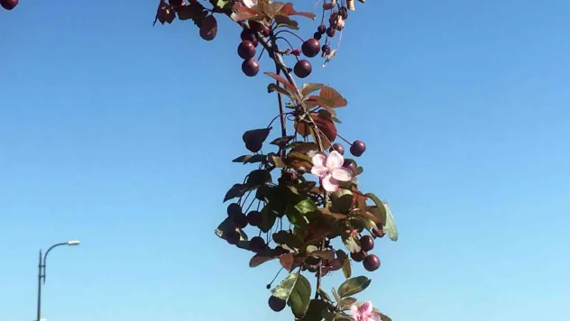 Ali Dağı'ndaki süs elması, meyvesi üstündeyken çiçek açtı