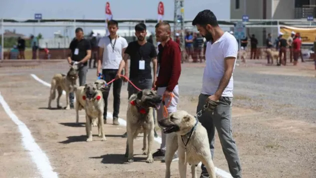 Anadolu Çoban Köpekleri Güzellik Yarışması