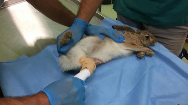 Aracın çarptığı yaban tavşanı, tedavi altına alındı