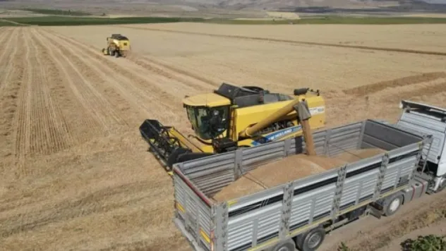 Ata tohumu 'gacer' buğdayı, tescil edildi