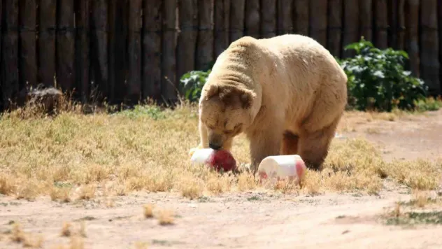Ayılara buzlu kokteyl