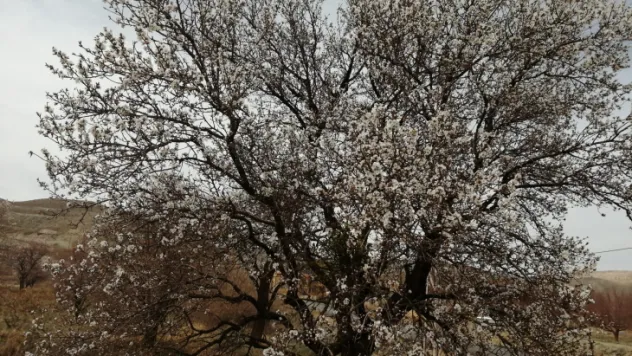 Badem ağaçları baharı müjdeledi