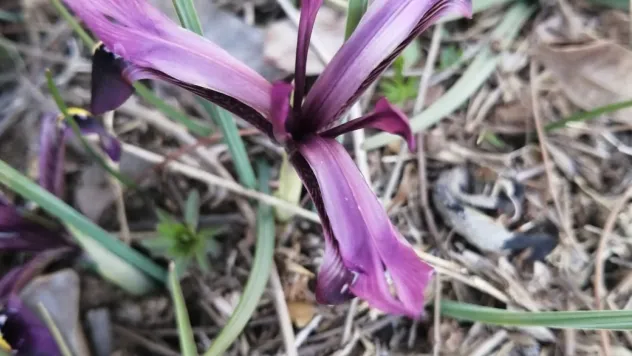 Bahar geldi, kır navruzu görüldü