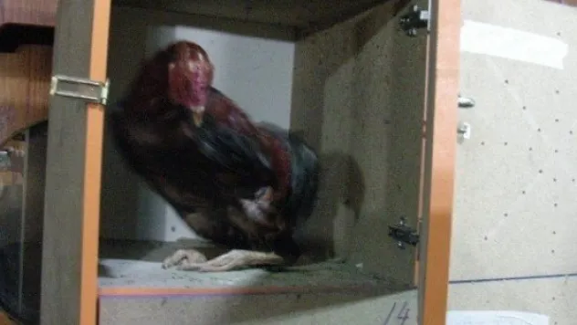 Bahisli Horoz Dövüşüne Polis Baskını 