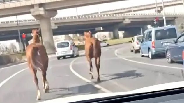 Başıboş atlar Sivas Caddesi'ni hopodruma çevirdi