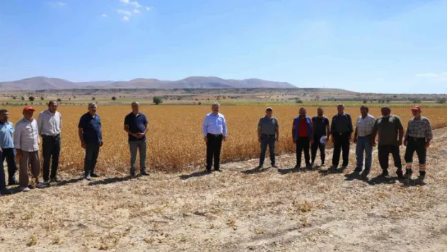 Başkan Dr. Palancıoğlu: 'Bölge tarımına destek Aspir tohumları hasat edilmeye başlandı'