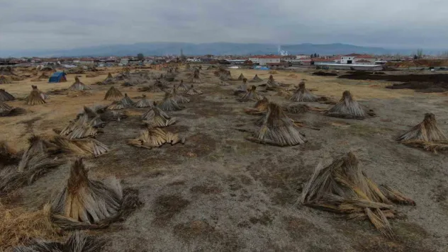 Beklenen yağış olmadı, kamış alanları yarı yarıya azaldı