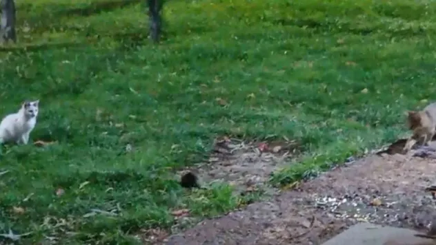 Bu sefer fare kedileri kovaladı