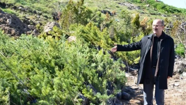 BÜNYAN BELEDİYESİ 16 BİN 400 ÜCRETSİZ FİDAN DAĞITTI