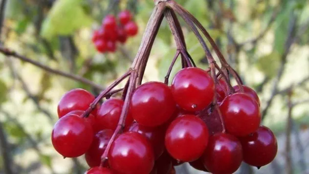 Bünyan Belediyesi gilaburunun çayını yapacak