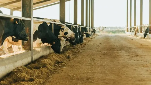 Büyükbaş ve küçükbaş hayvancılık desteklemelerinde son başvuru bugün